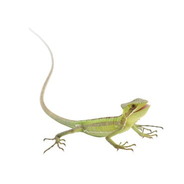 Eastern Cone-Headed Lizard